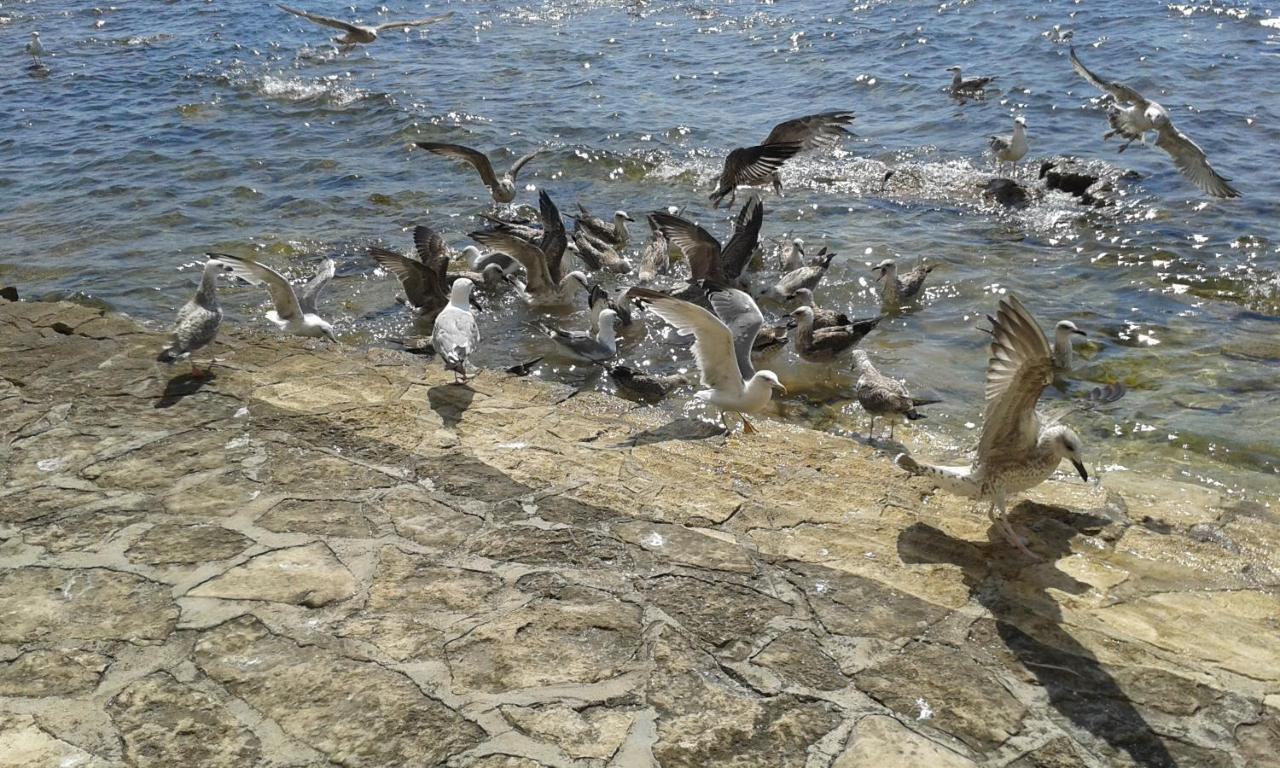 Apartments Edo Novigrad  Bagian luar foto